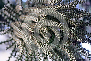 Flowers and seeds of the Fishtail Palm