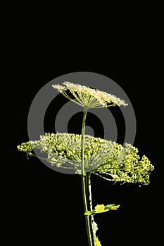 Flowers and seeds of an hogweed