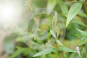Flowers and seeds of Kariyat, The Creat Andrographis paniculata Wall ex Ness.. selective and soft focus