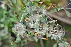 The flowers and seeds of Porophyllum Ruderale