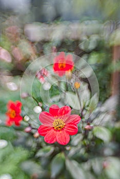 Flowers in selective focus