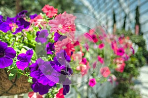 Flowers in selective focus