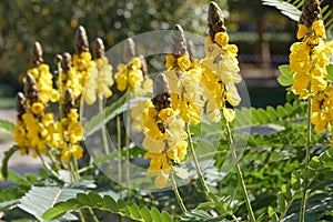 Flowers of Senna didymobotrya, the African senna