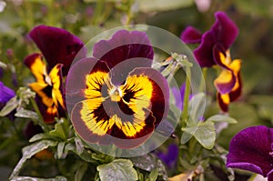 Flowers in the sensational colors. Front view