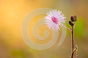 Flowers of sensitive plant and morning sunlight.