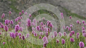 Flowers of Serpent grass