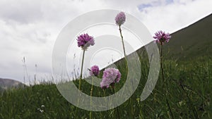 Flowers of Serpent grass