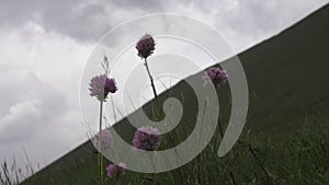 Flowers of Serpent grass