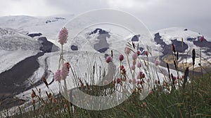 Flowers of Serpent grass