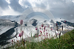 Flowers of Serpent grass in mountain