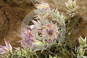 Flowers of a Serruria florida or blushing bride bush a native of southern africa