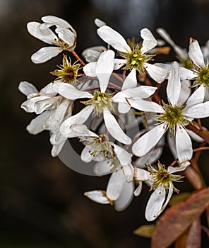 Flowers of Serviceberry