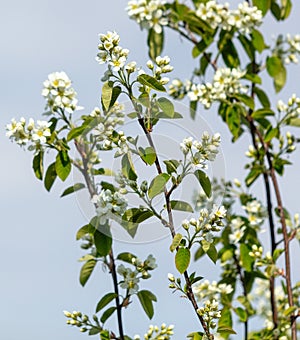 Flowers on the serviceberry tree in spring