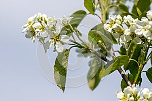 Flowers on the serviceberry tree in spring