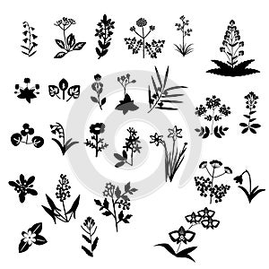 Flowers set collection