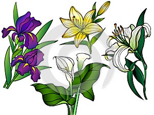 Flowers. Set of flowers. Bouquets. Linear flowers and leaves with a gradient. Callas, lilies, irises. Garden flowers.
