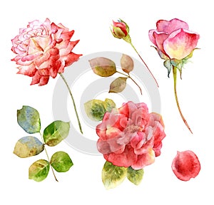 Flowers set of hand drawn watercolor roses