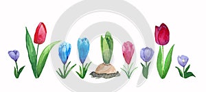 Flowers set of hand drawn watercolor tulips, crocuses and hyacinth bulbs. Spring flowers.