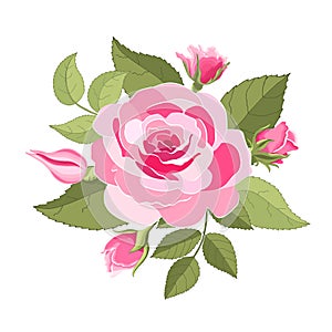 Flowers set. The rose elegant card. Vector illustration