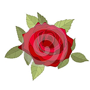 Flowers set. The rose elegant card. Vector illustration