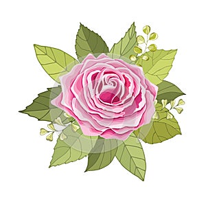 Flowers set. The rose elegant card. Vector illustration