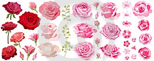 Flowers set. The rose elegant card. Vector illustration