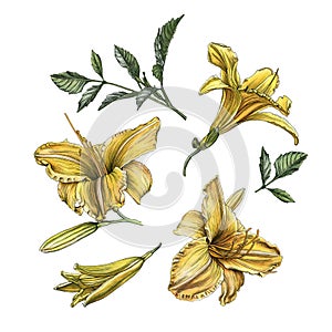 Flowers set of watercolor daylilies and leaves