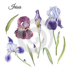 Flowers set of watercolor iris and leaves.