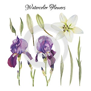 Flowers set of watercolor irises, lily and leaves