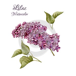 Flowers set of watercolor lilac and leaves.