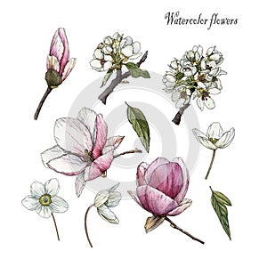 Flowers set of watercolor magnolia, anemones, cherry blossom and leaves in sketch style