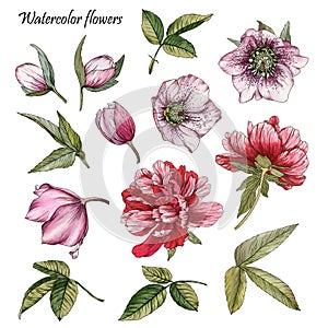 Flowers set of watercolor red peonies, hellebore and leaves