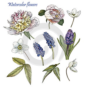 Flowers set of watercolor white peonies, anemones, blue muscari and leaves photo
