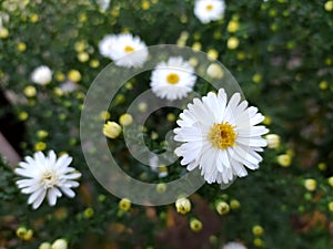 Flowers. Several small white asters