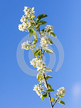 Flowers on a shadberry tree against a blue sky in spring. Close-up