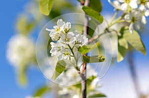 Flowers on a shadberry tree against a blue sky in spring. Close-up