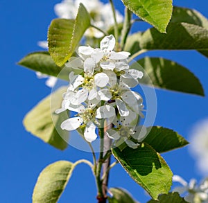 Flowers on a shadberry tree against a blue sky in spring. Close-up