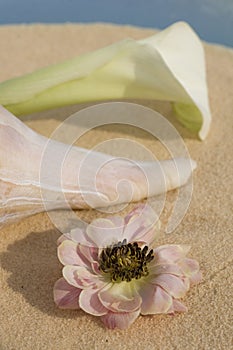 Flowers and Shell