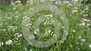 Flowers of shepherd's purse. Capsella bursa-pastoris known because of its triangular flat fruits, purse-like, is a