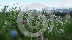 Flowers of shepherd's purse. Capsella bursa-pastoris known because of its triangular flat fruits, purse-like, is a