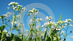 Flowers of shepherd's purse. Capsella bursa-pastoris known because of its triangular flat fruits, purse-like, is a