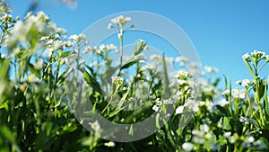 Flowers of shepherd's purse. Capsella bursa-pastoris known because of its triangular flat fruits, purse-like, is a