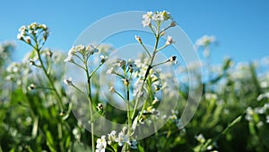 Flowers of shepherd's purse. Capsella bursa-pastoris known because of its triangular flat fruits, purse-like, is a