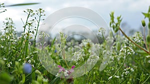 Flowers of shepherd's purse. Capsella bursa-pastoris known because of its triangular flat fruits, purse-like, is a