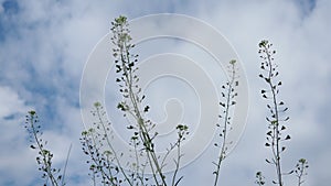 Flowers of shepherd's purse. Capsella bursa-pastoris known because of its triangular flat fruits, purse-like, is a