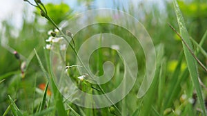 Flowers of shepherd's purse. Capsella bursa-pastoris known because of its triangular flat fruits, purse-like, is a