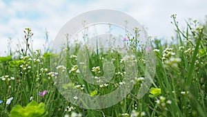 Flowers of shepherd's purse. Capsella bursa-pastoris known because of its triangular flat fruits, purse-like, is a