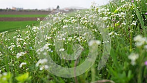 Flowers of shepherd's purse. Capsella bursa-pastoris known because of its triangular flat fruits, purse-like, is a