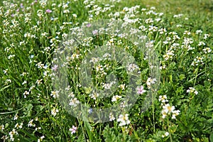 Flowers of shepherd's purse. Capsella bursa-pastoris known because of its triangular flat fruits, purse-like, is a