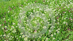 Flowers of shepherd's purse. Capsella bursa-pastoris known because of its triangular flat fruits, purse-like, is a